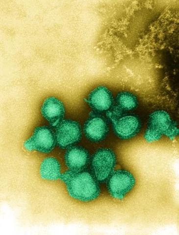 The H3N2 Influenza Virus strain is one of the most prevalent this flu season, but also the strain that the vaccine is least able to prevent.