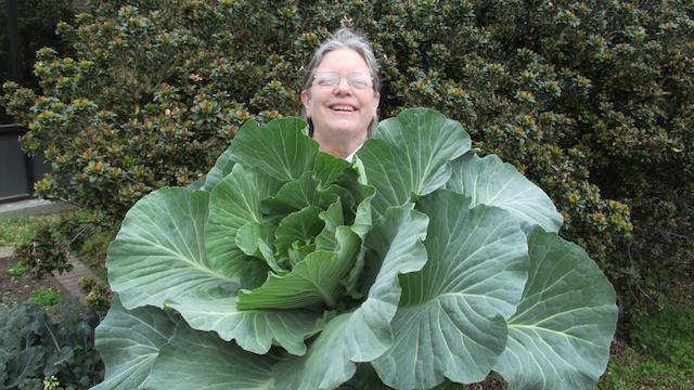 Clancy is barely visible behind one of the school cabbages.