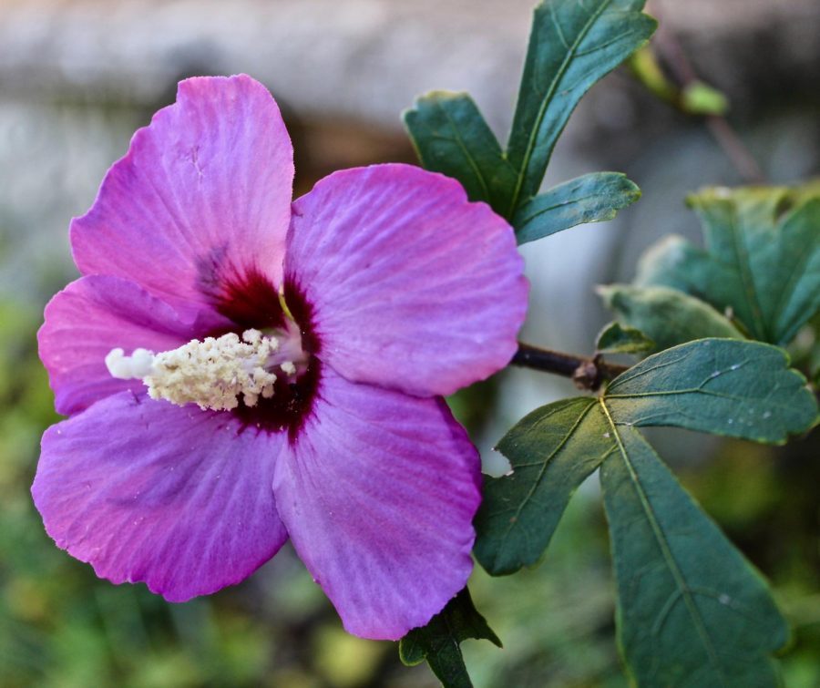 A pink hibiscus blooms in the Outdoor Learning Center Gardens.